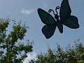 030928-butterfly (flight)